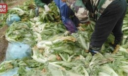 老坛酸菜现场爆料视频,揭秘幕后真相