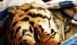 扒爷爆料东北虎视频播放,东北虎神秘视频幕后真相曝光